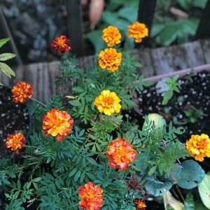 Meet your Posher, Lubna